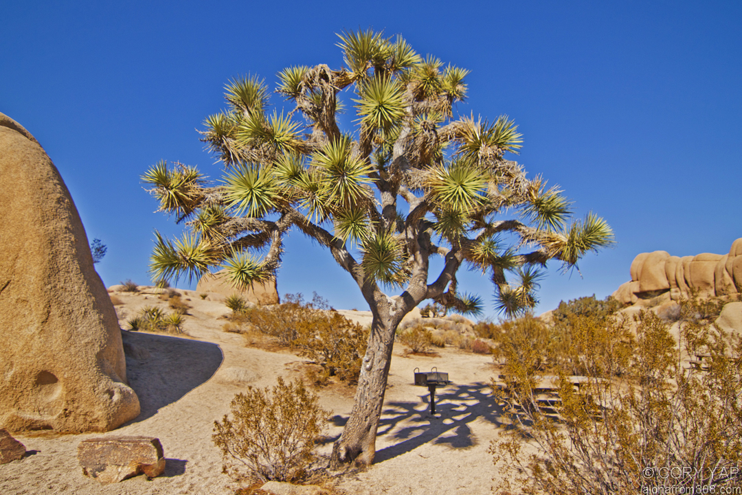 Joshua Tree [1993]