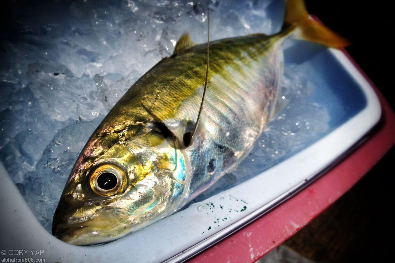 Fishing for the Omaka run at the KMCB Pier, Kaneohe – June 6, 2012 ‹ Aloha  From 808